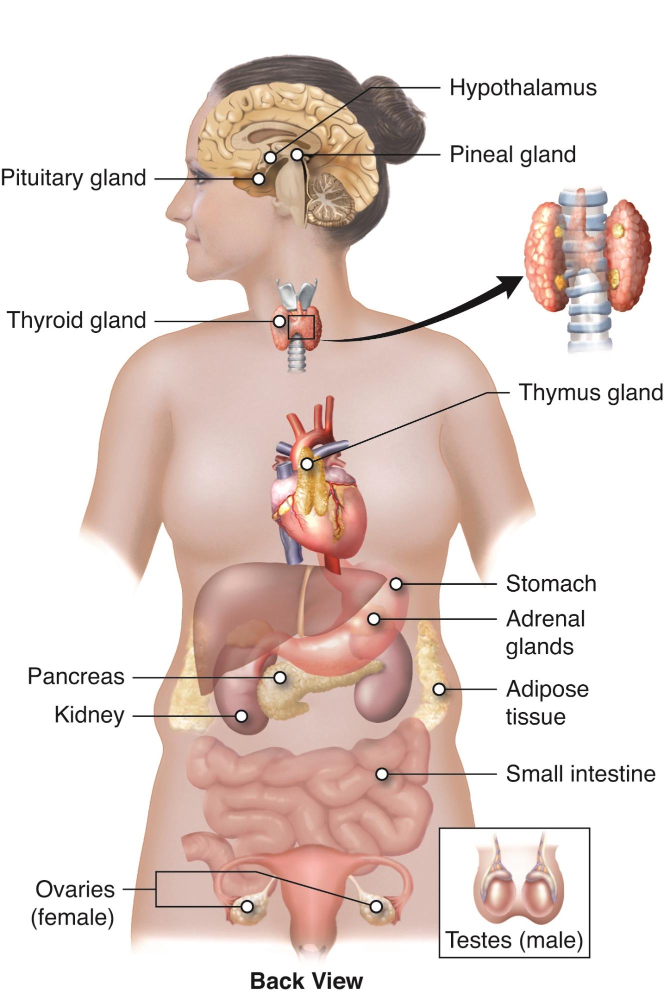 The Endocrine System which is responsible for hormone regulation in the body. KnowledgeWorks Global Ltd., is licensed under CC BY 4.0